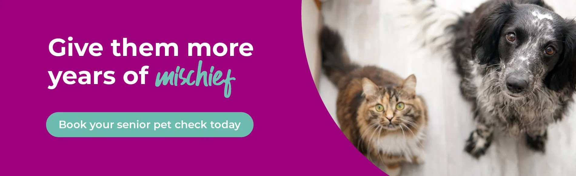 Vets in Gloucester | Vets in Abbeydale, Stroud, Quedgeley, Hucclecote