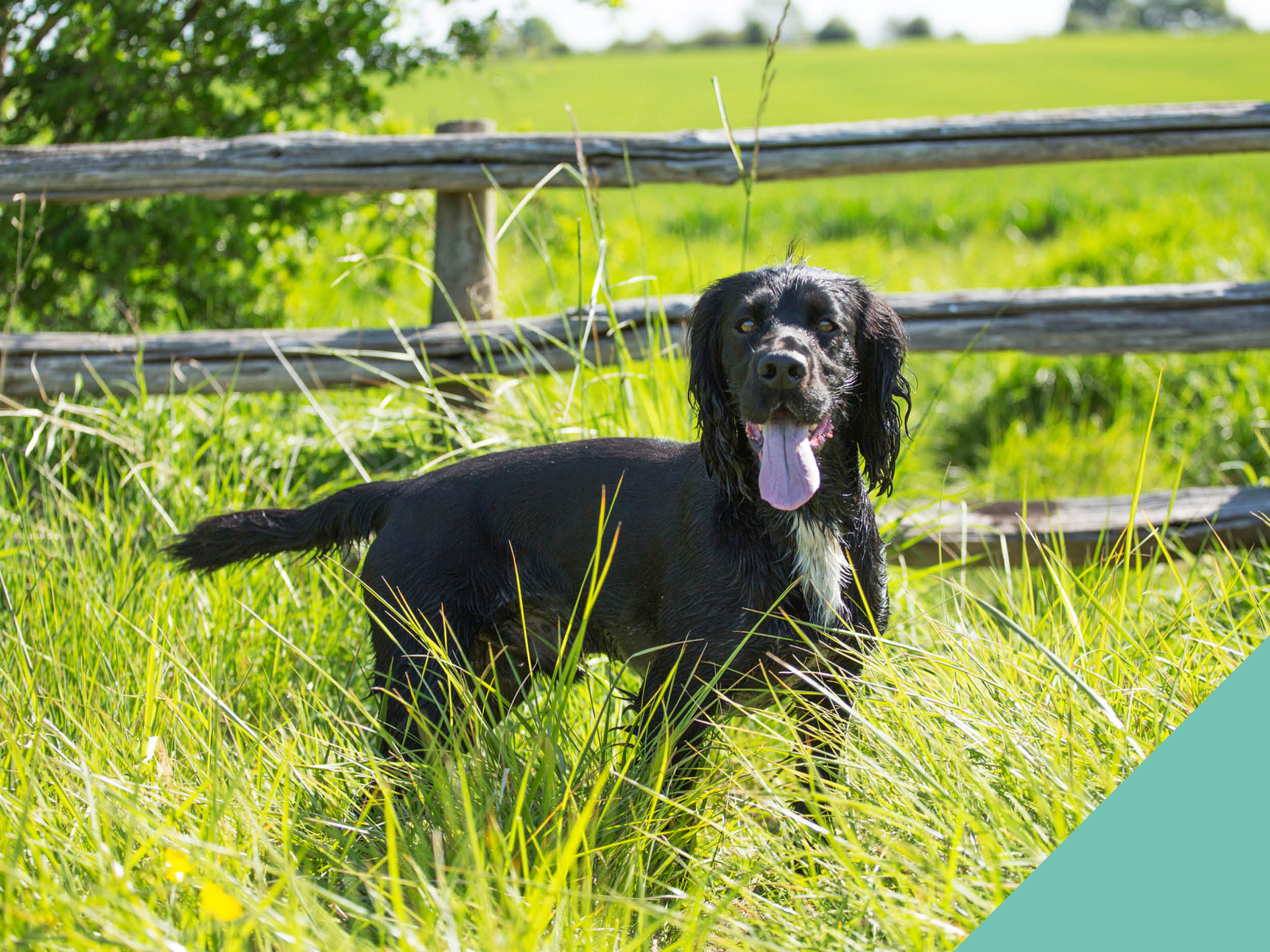 Dog standing in tall grass