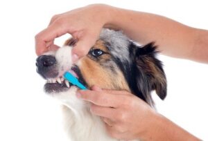 Brushing your dog's teeth
