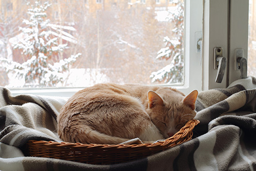 Senior cat sleeping in a basket