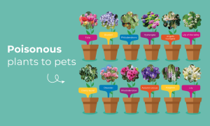 12 poisonous plants to pets