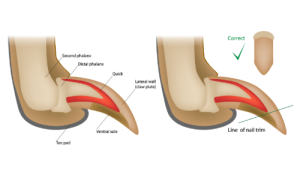 Correct way to clip pet's claws