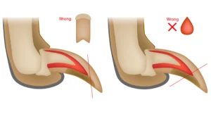 Incorrect way to clip pet's claws
