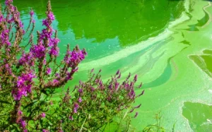 Blue-green algae