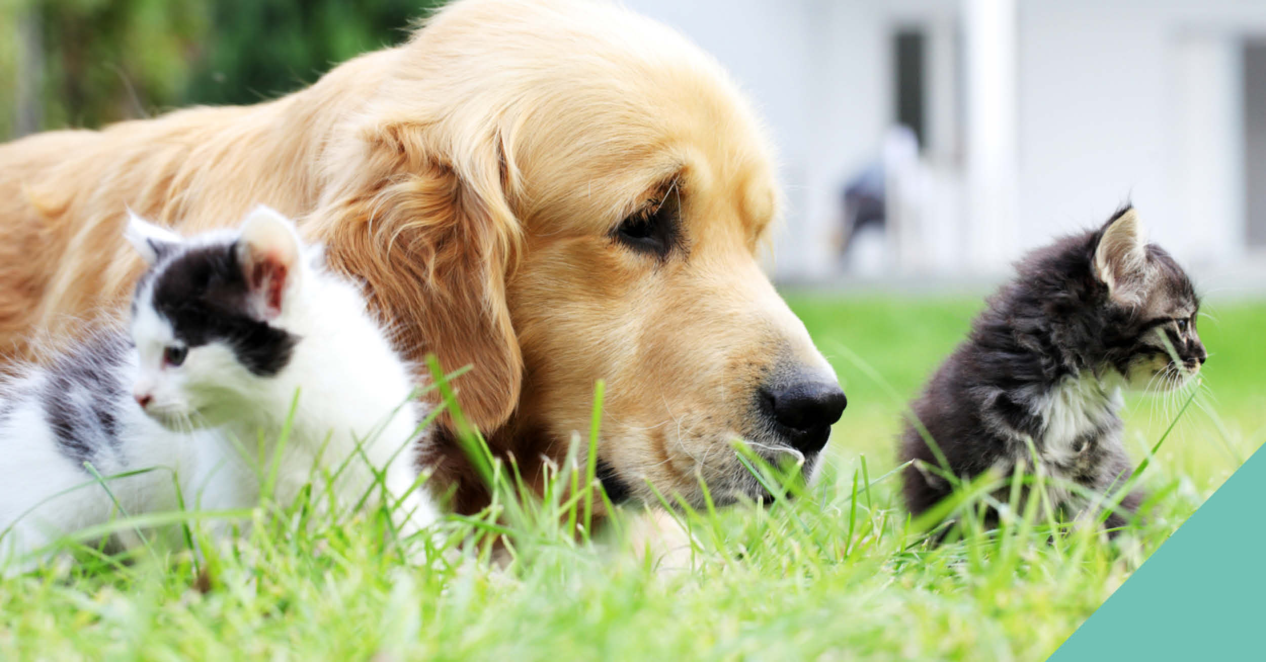 Summer hazards for pets