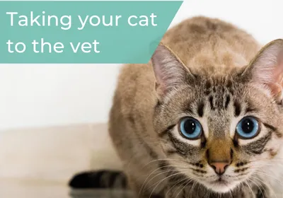 cat vet