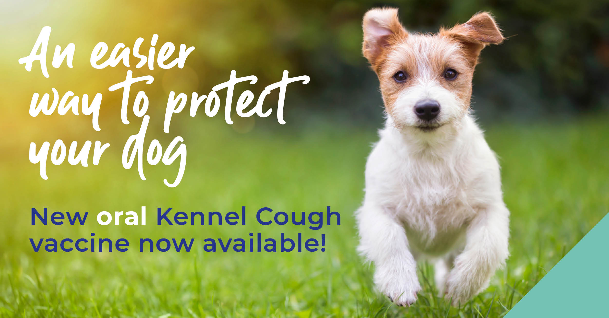 Kennel cough campaign