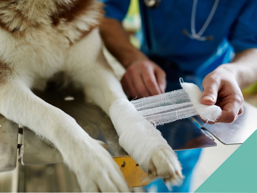 Basic first aid for your pets