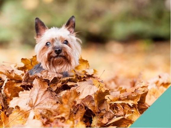 Dog sitting in a pile of leaves