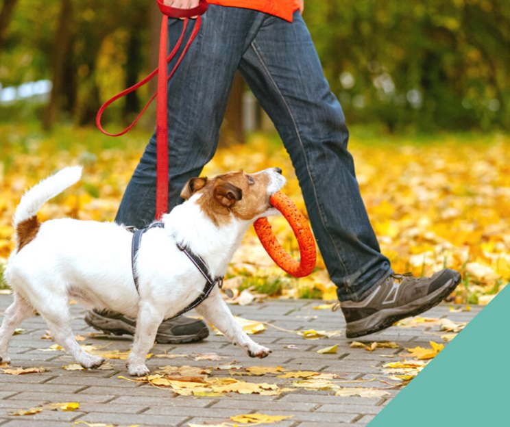 Walking dog safely in autumn and winter