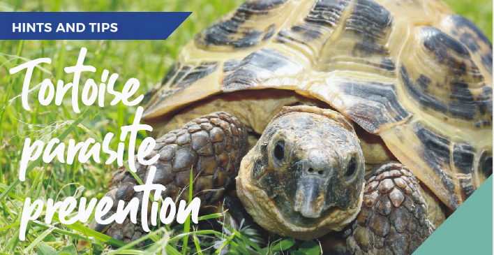 Tortoise parasite precautions