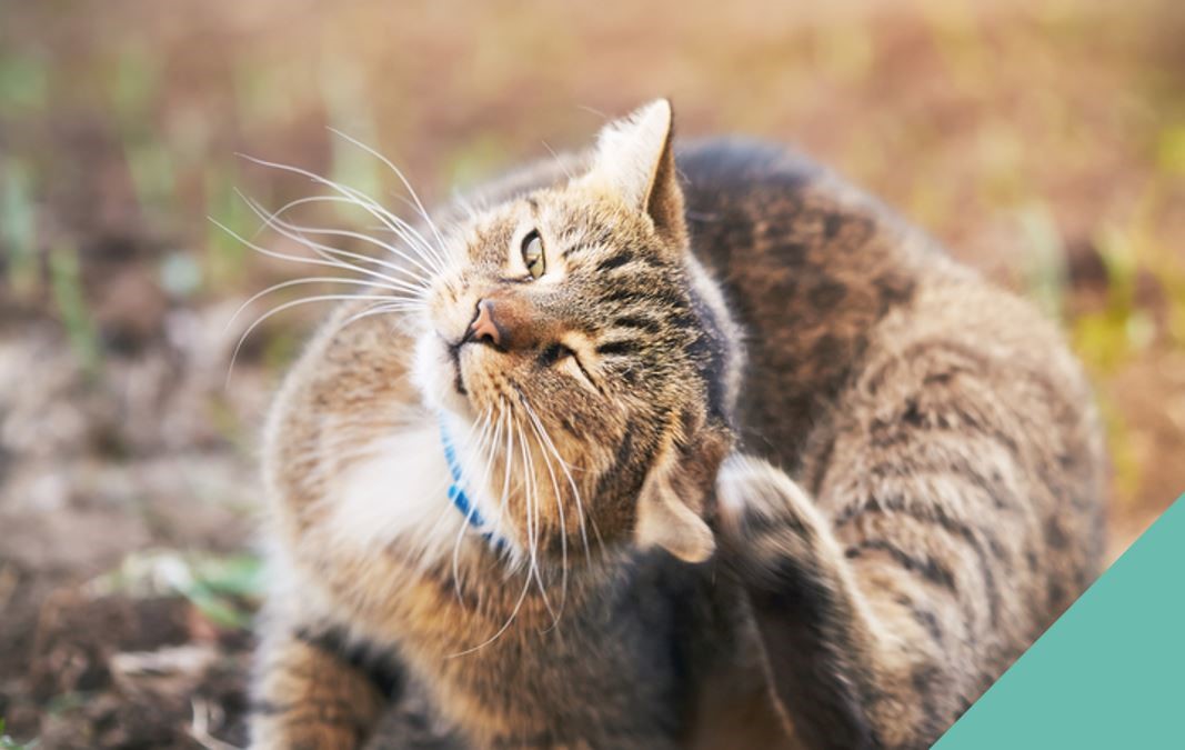 Ear mites in cats