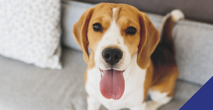 Life for pets after lockdown