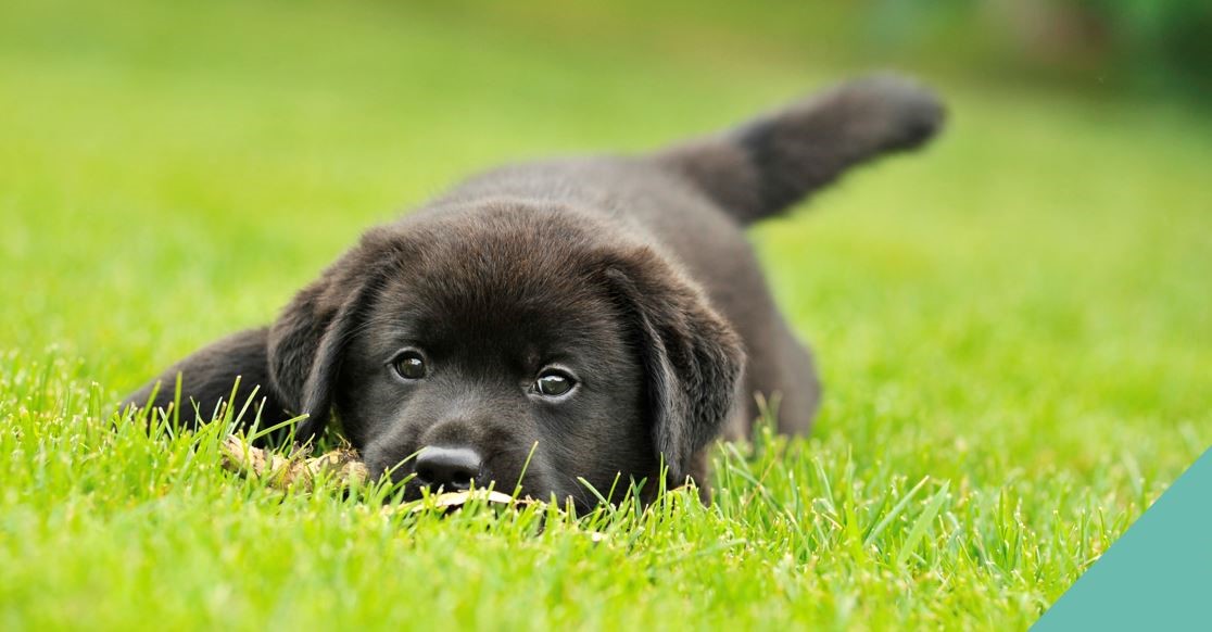 Puppy lying in fresh grass