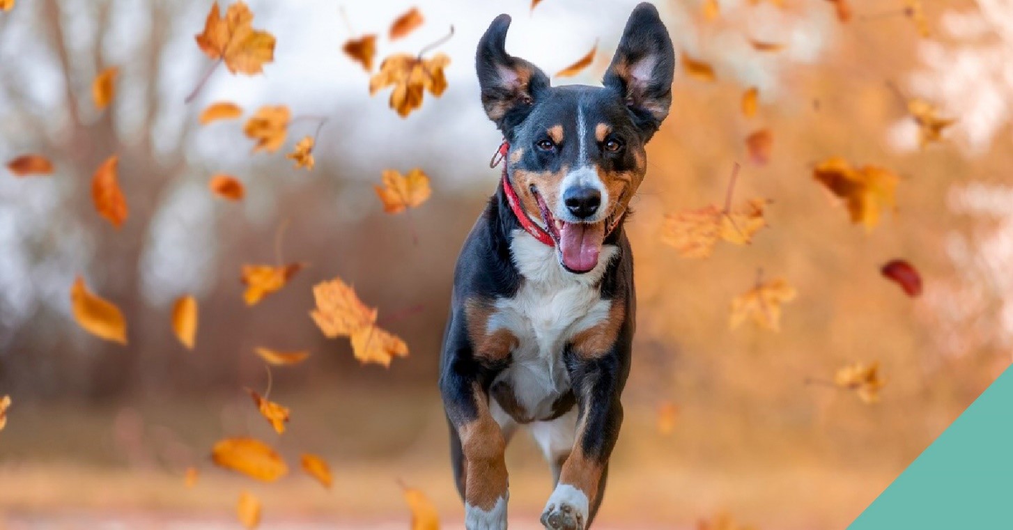 Preparing your pets for a change in season