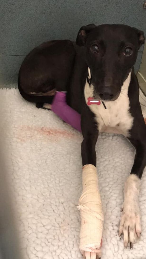 Dog owner warns of fly tipping dangers during walkies