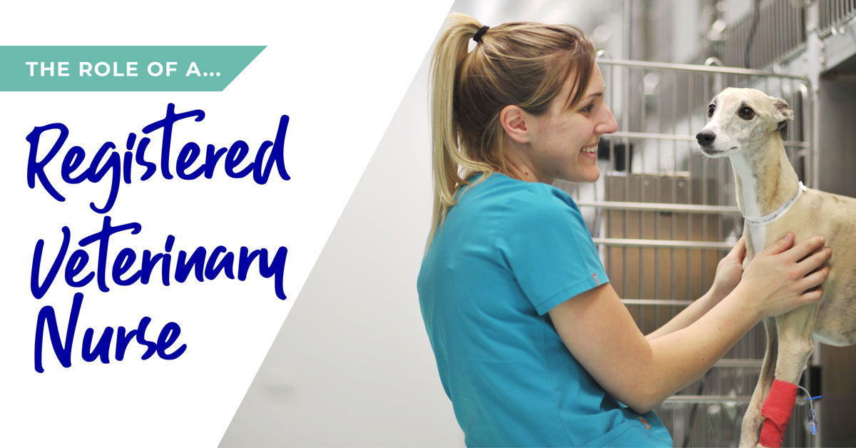 The role of a Registered Veterinary Nurse in Gloucester