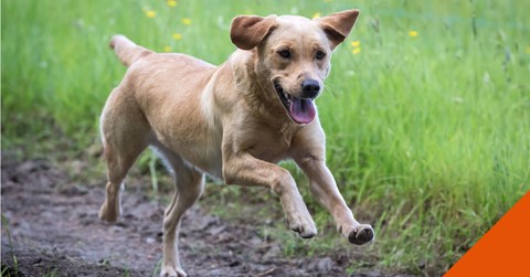 dog running on a path