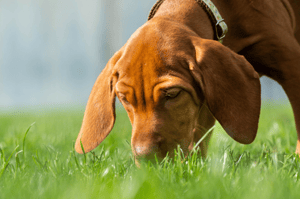 springtime-allergies-pets
