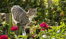 Lily poisoning: Protecting your pets from a hidden danger