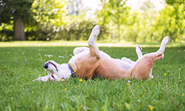 Beagle lying on back in a field