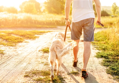 Tips on walking your dog in the summer