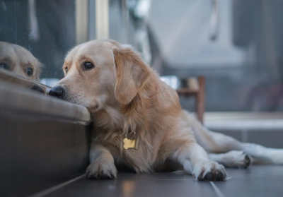 How anxiety affects your pet