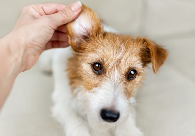 Cleaning your pet's ears