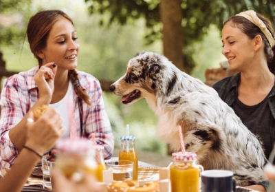The dangers of Xylitol for dogs in everyday food