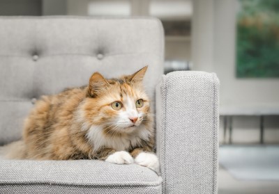 Calming your anxious cat or dog
