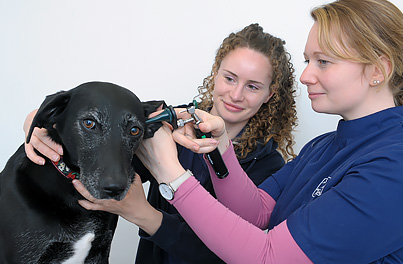 Dental & Ear Diseases in dogs