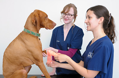 Get your dogs health checked regularly