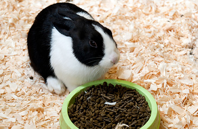 How to feed your pet rabbit