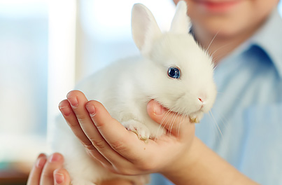 Information on handling and behaviour of your rabbit