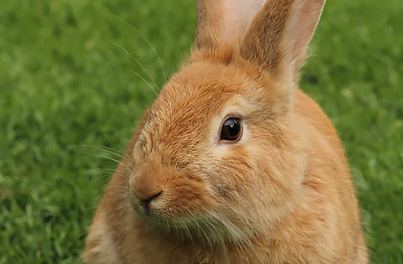 Perform regular health checks on your rabbit