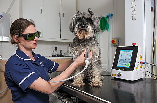 Laser Therapy treatment being performed