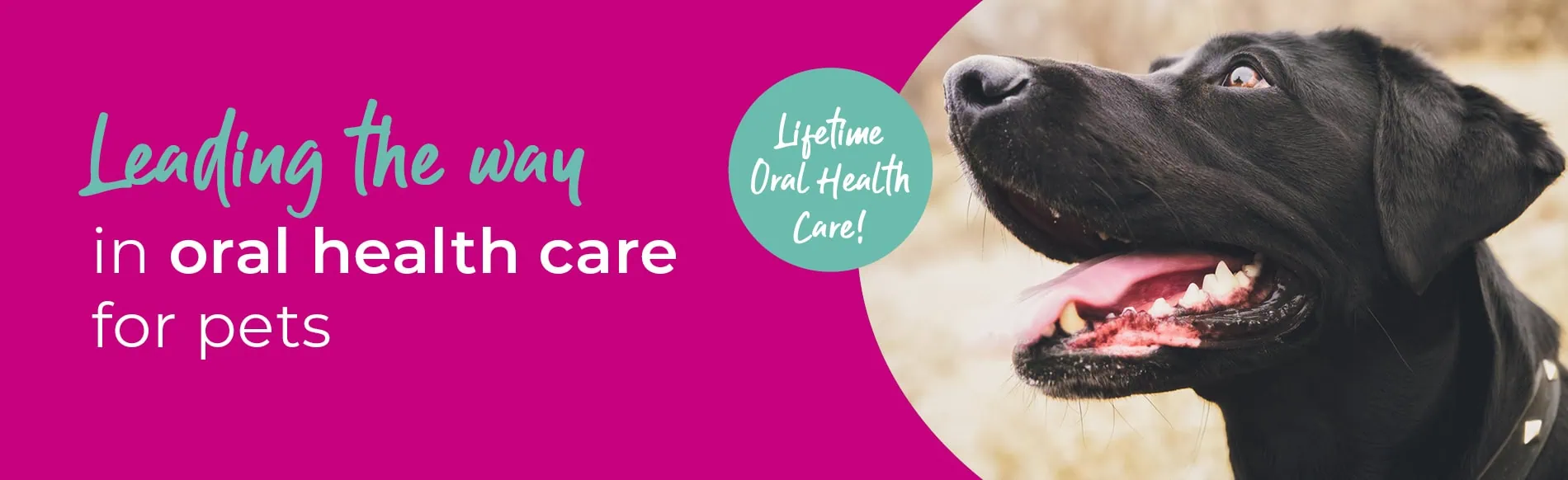 Vets in Gloucester | Vets in Abbeydale, Stroud, Quedgeley, Hucclecote