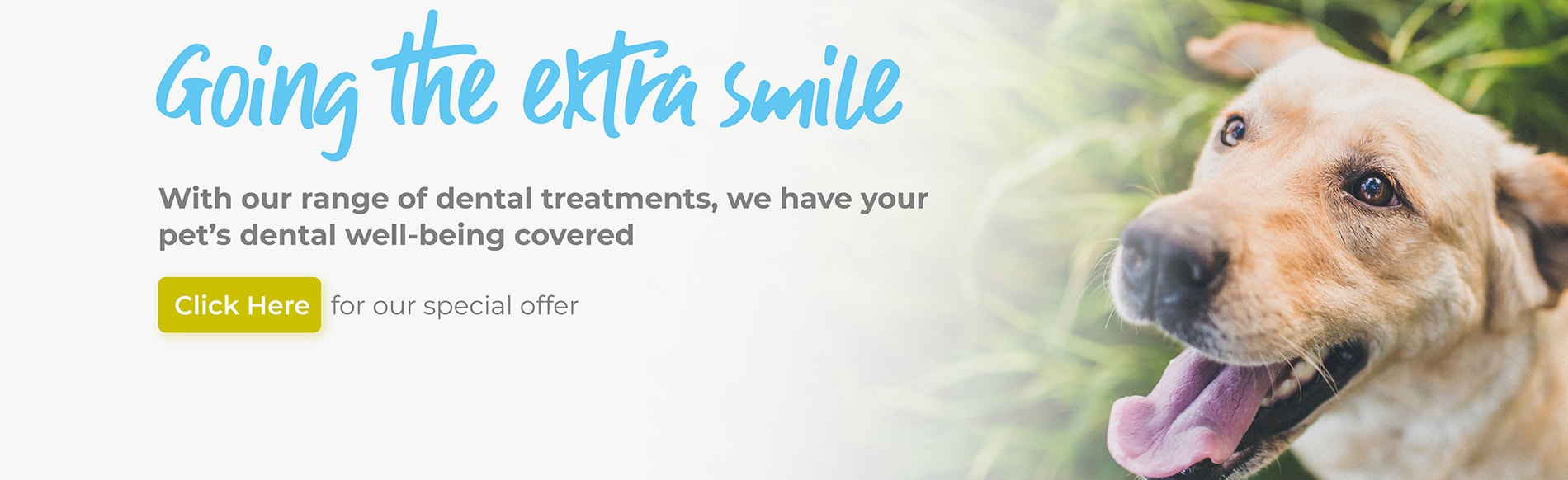 Vets in Gloucester Vets in Abbeydale, Stroud, Quedgeley, Hucclecote