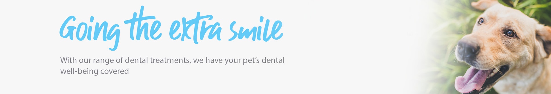 Why is dental health for your pet important? 