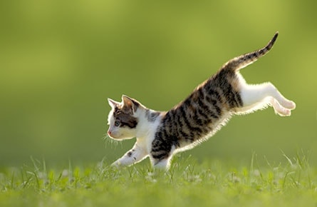 Cat Jumping