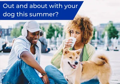 keeping your dog safe