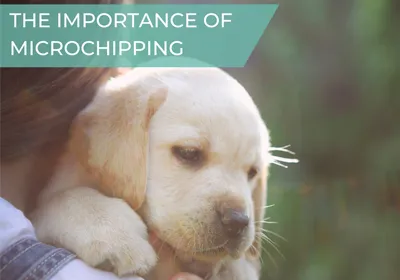microchipping