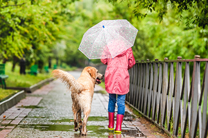 dog-walks-in-rain